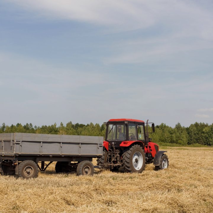 Red tractor with trailer in the wheat field. Wheat grain harvest season